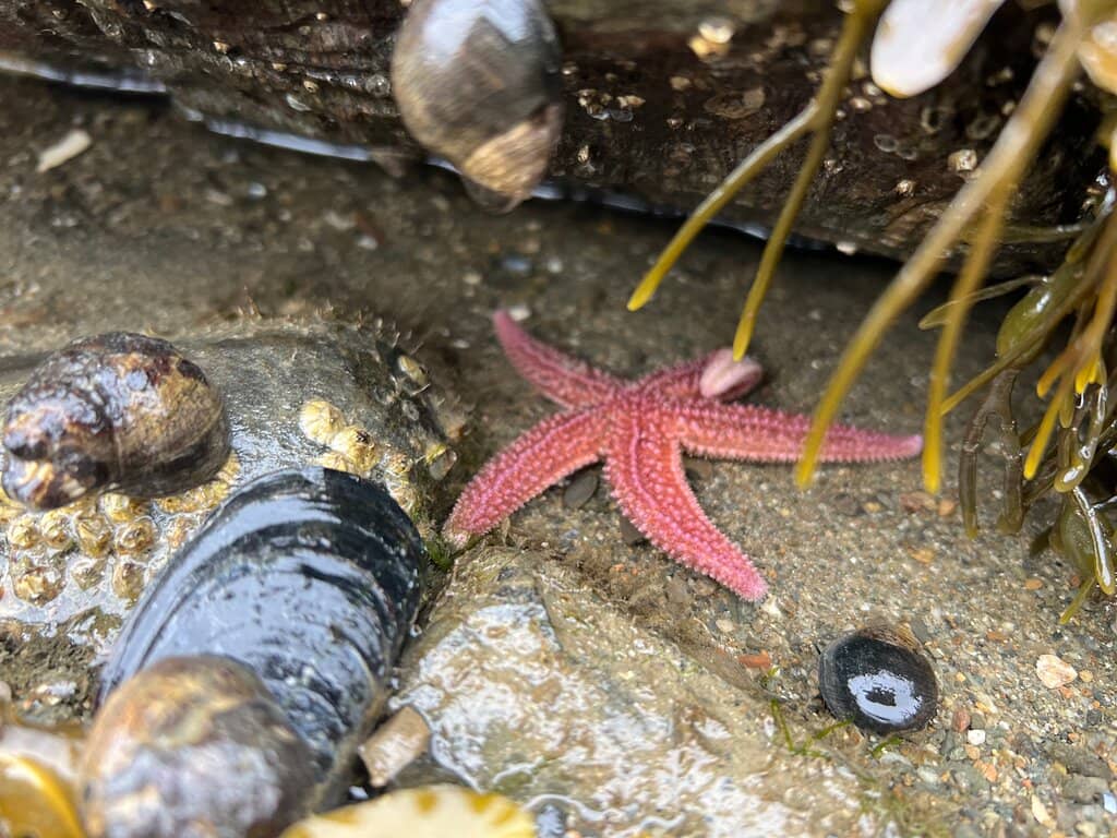 Scenic Shoreline Walk