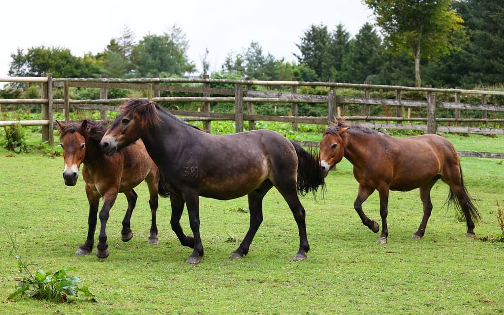 Conservation Grazing Insights