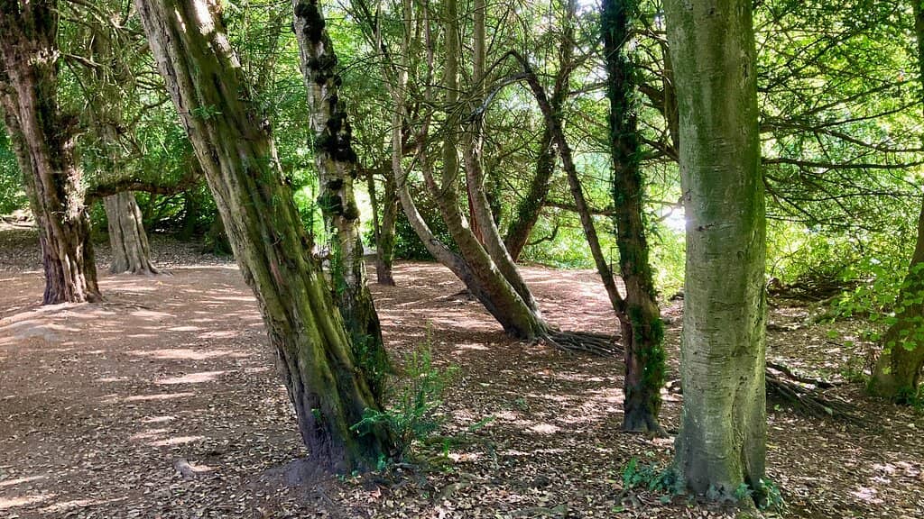 Woodland Sculptures