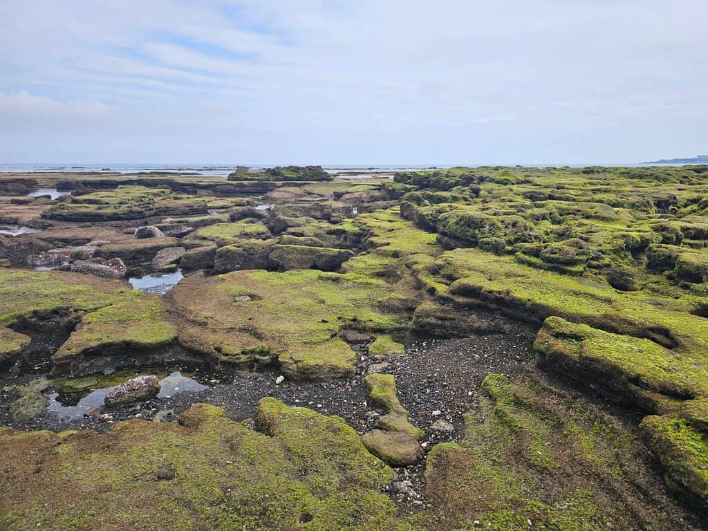 Hidden Sea Creatures