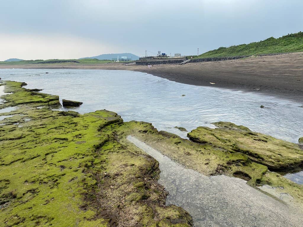 Algae-Covered Rocks