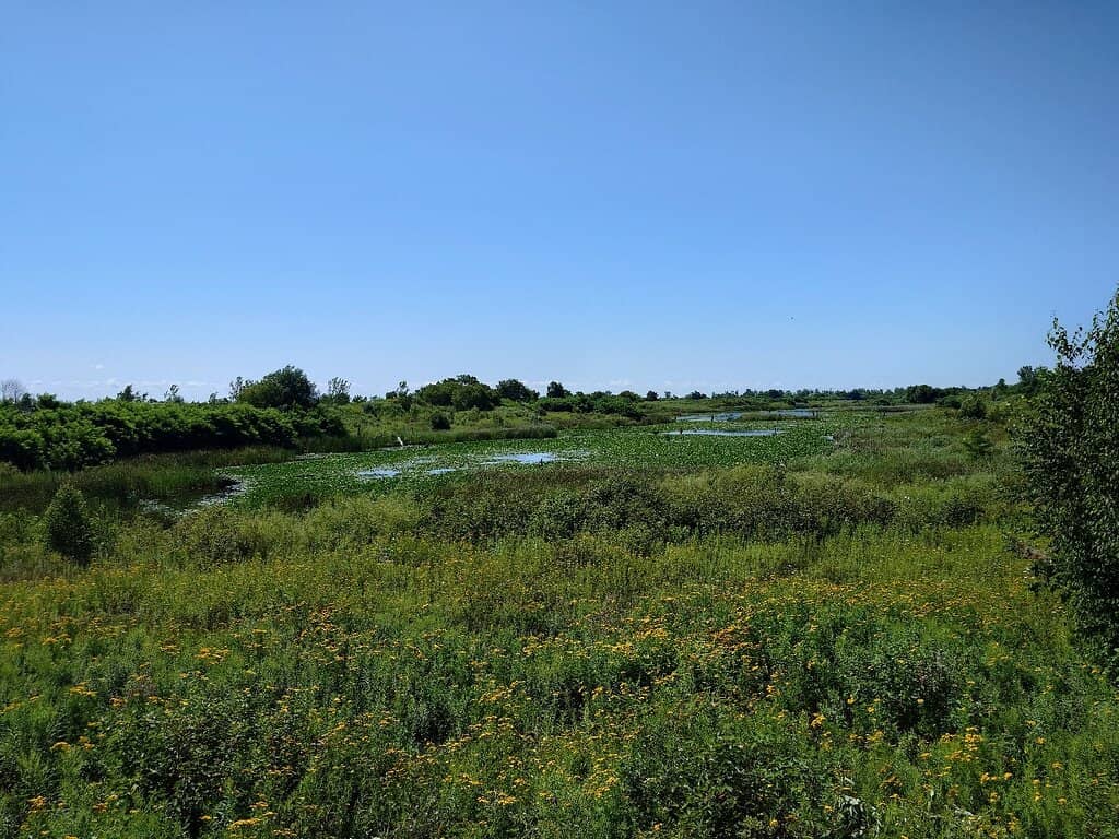 Birdwatching Hotspots