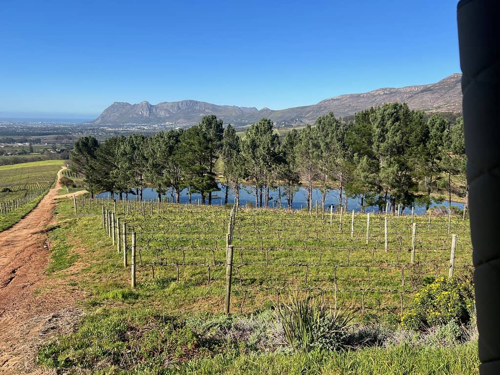Sauvignon Blanc 2023