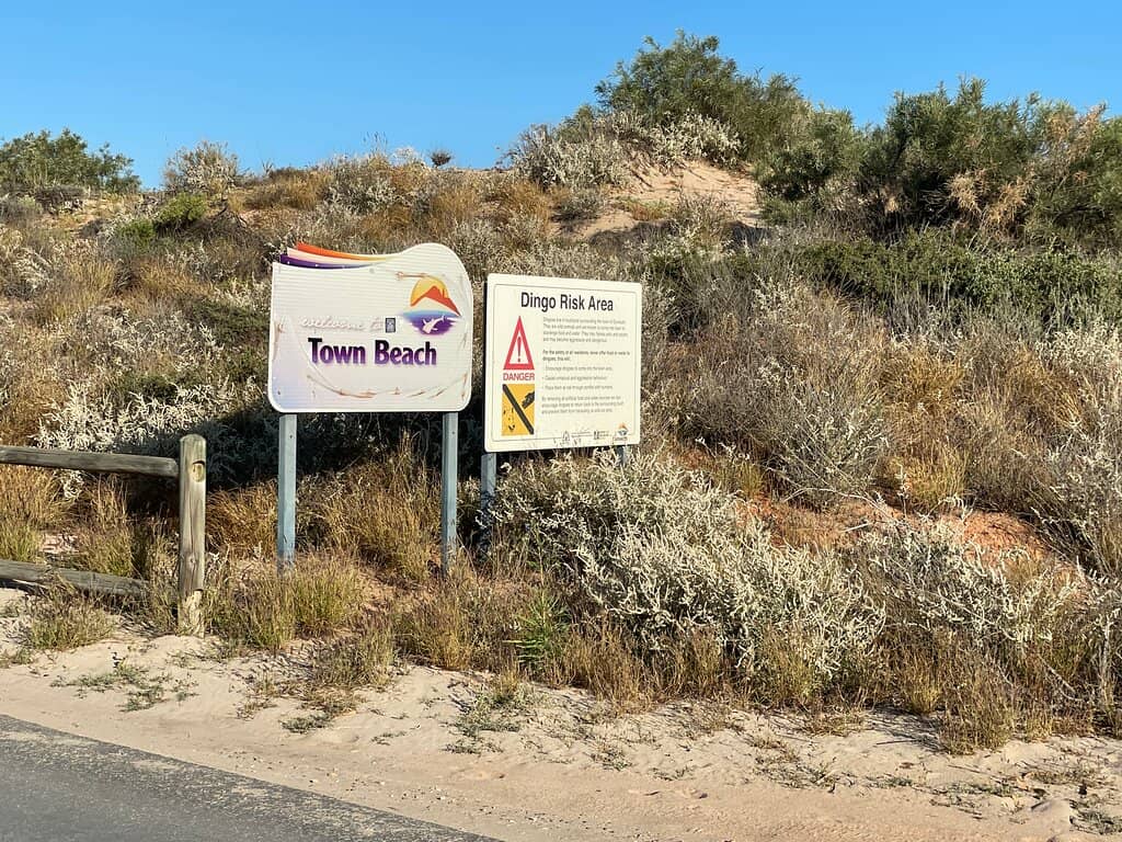 Dog-Friendly Shores