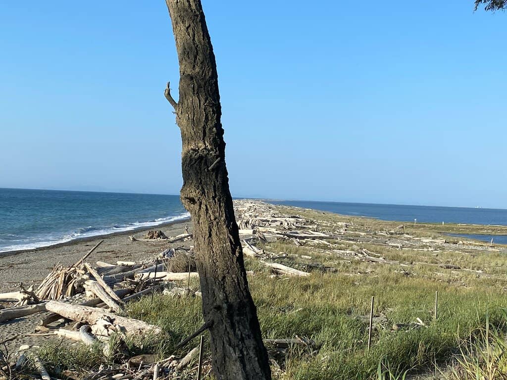 Dungeness Spit Hike