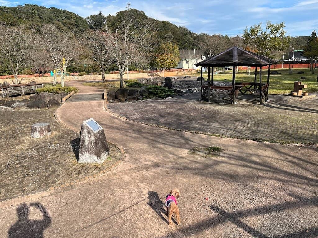 Spring Cherry Blossoms