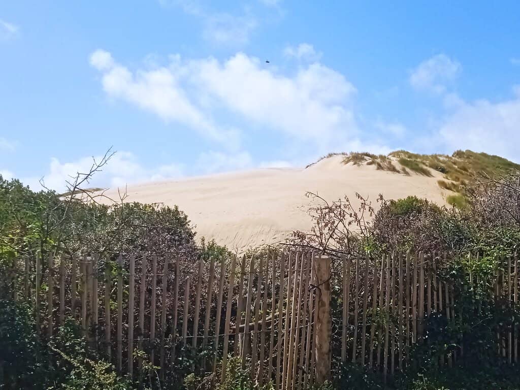 Driftwood Beachcombing