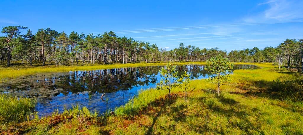 Surreal 'Broccoli Forest' Landscape