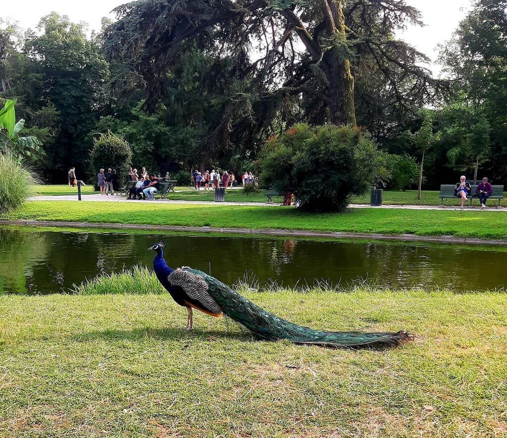 Peacock Promenade