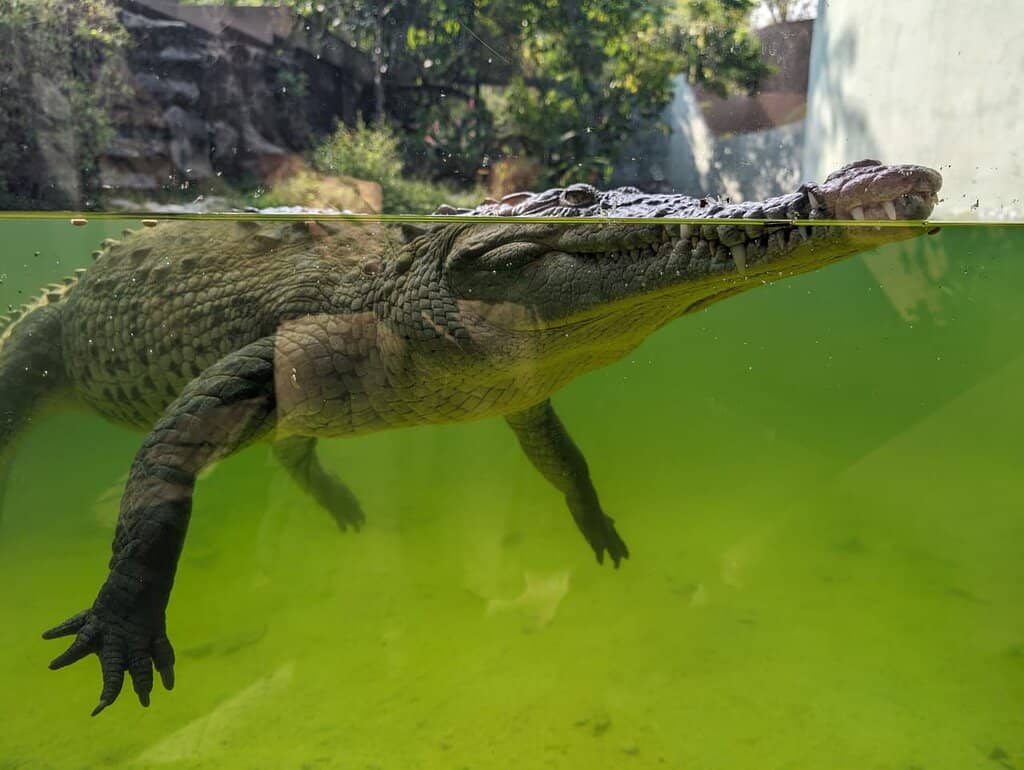 Diverse Reptile Collection