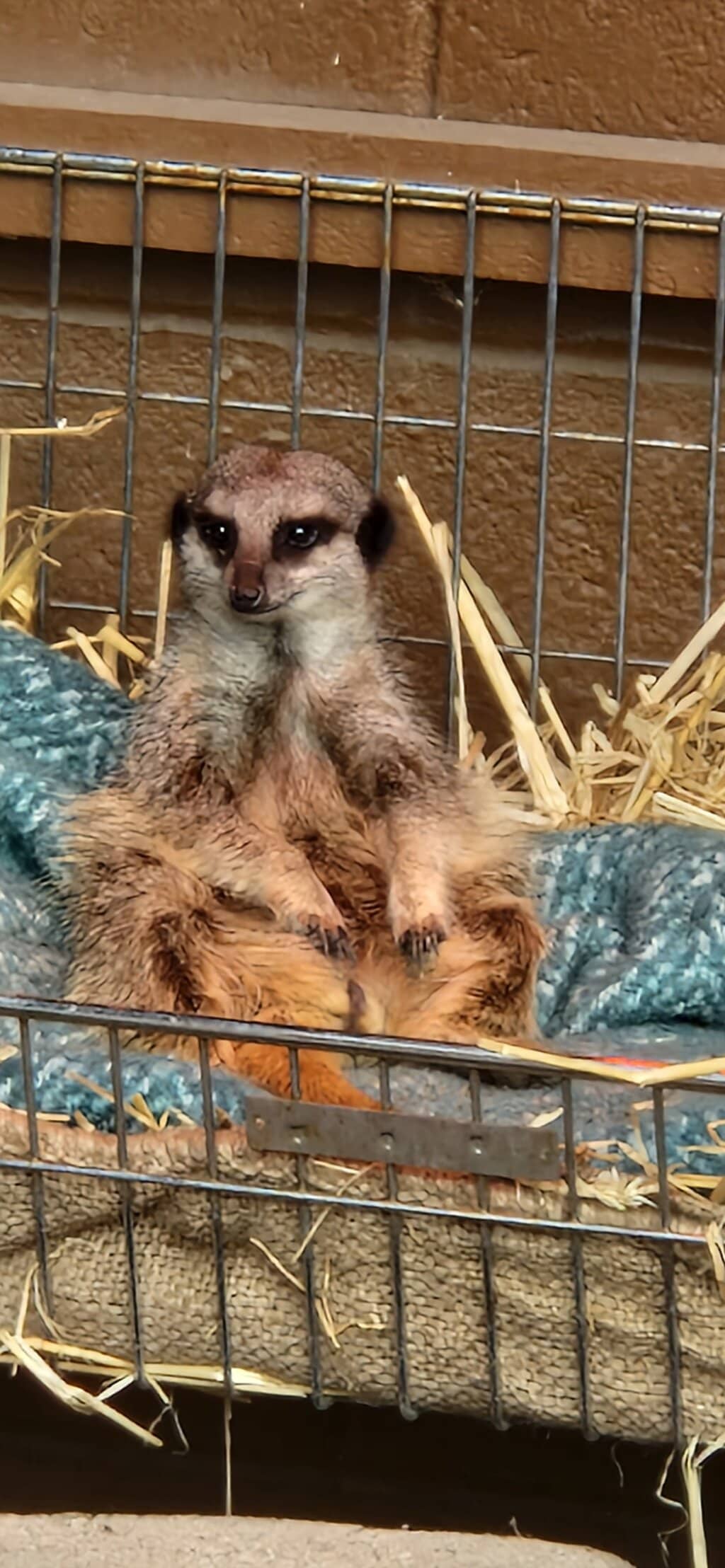 Vibrant Aviary Encounters