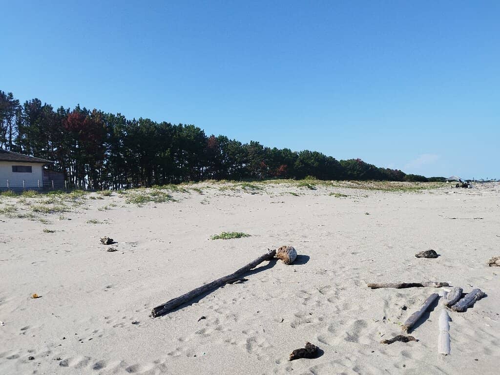 Surfing Opportunities