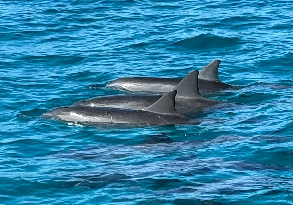 Gentle Waves for Swimming