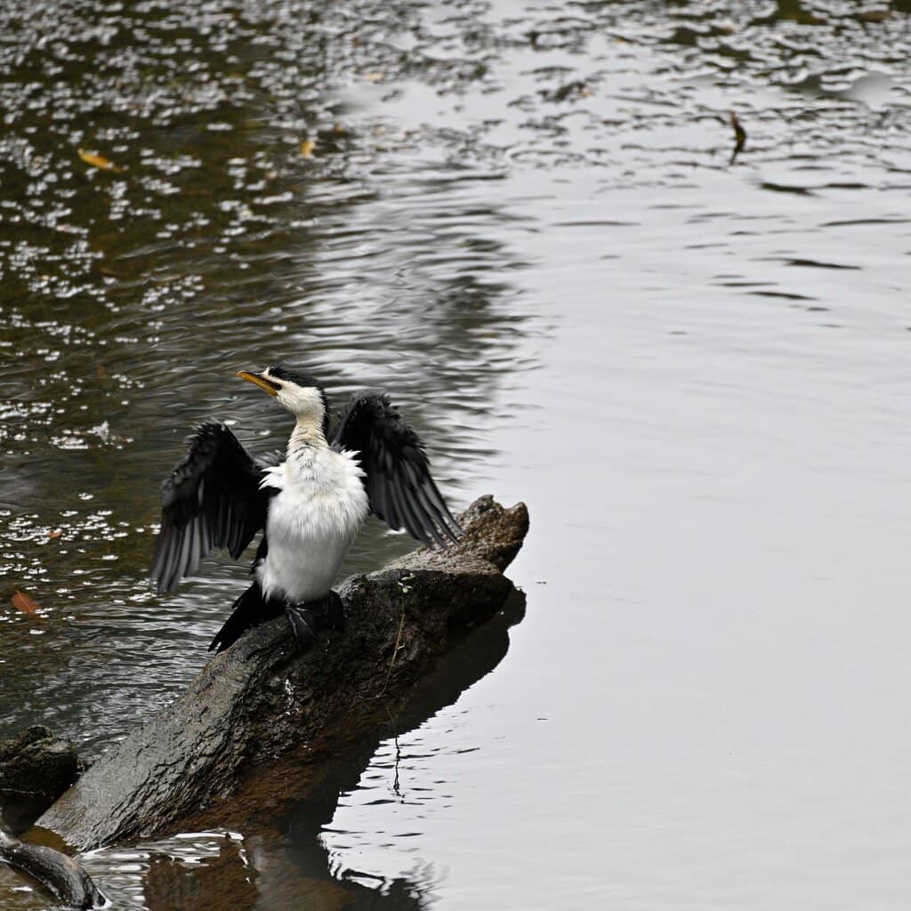 Rainforest Walking Tracks