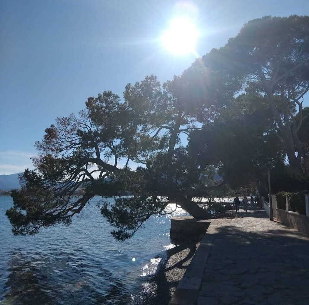 Shady Pine Tree Haven