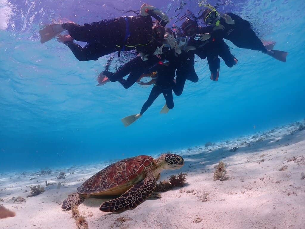 Vibrant Coral Gardens