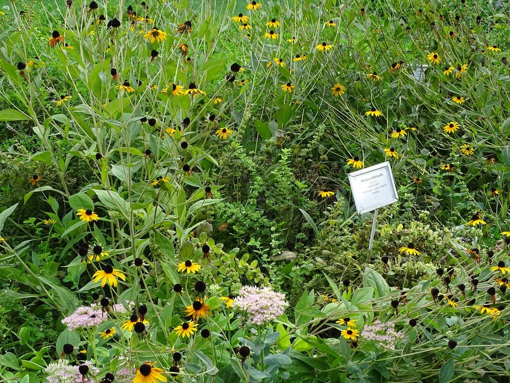 Herb Garden Delights