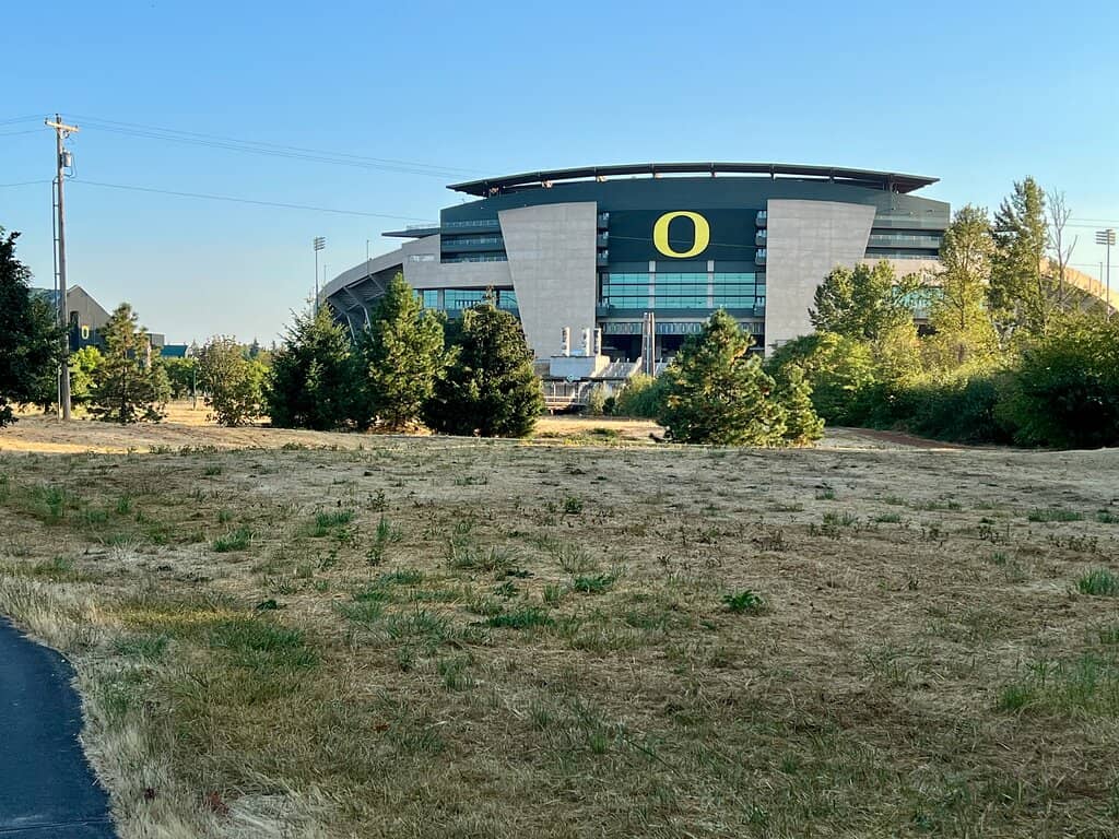 The Disenchanted Forest