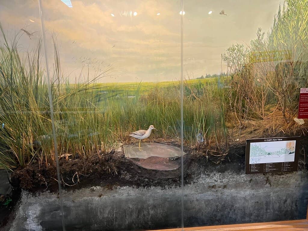 Elevated Marsh Walkway