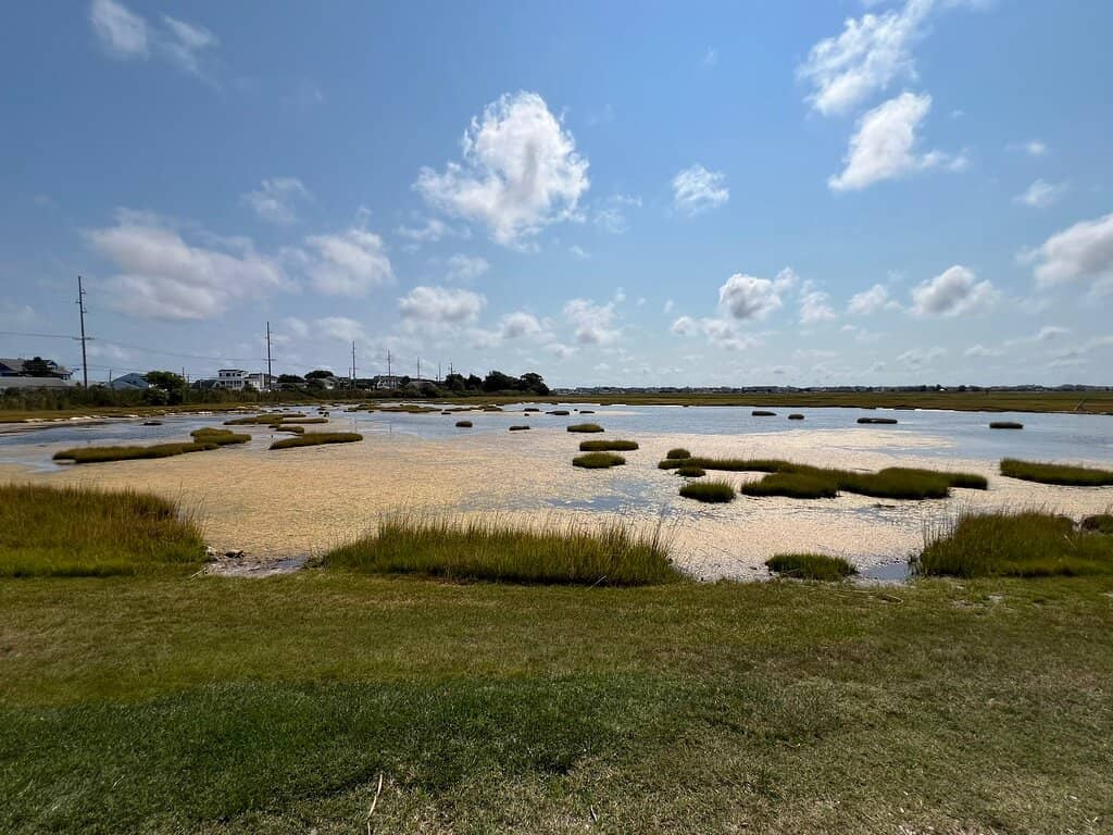 Terrapin Turtle Encounters