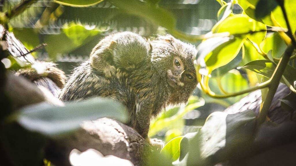 Exotic Animal Encounters