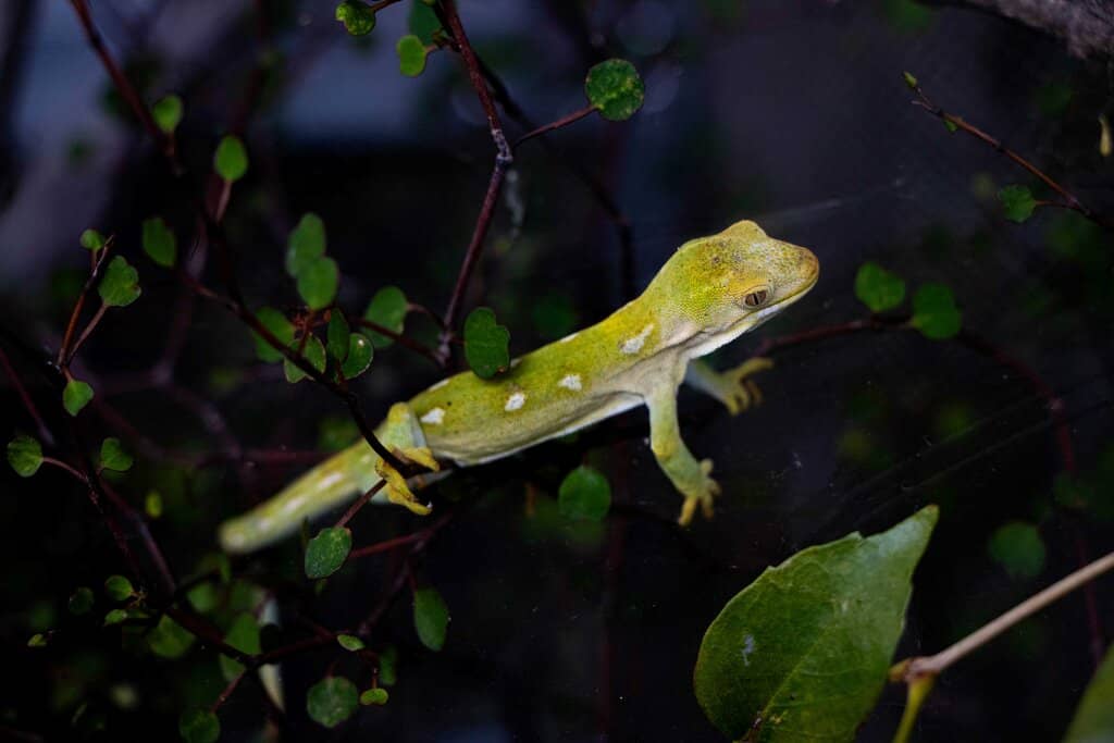 Goat Feeding Station