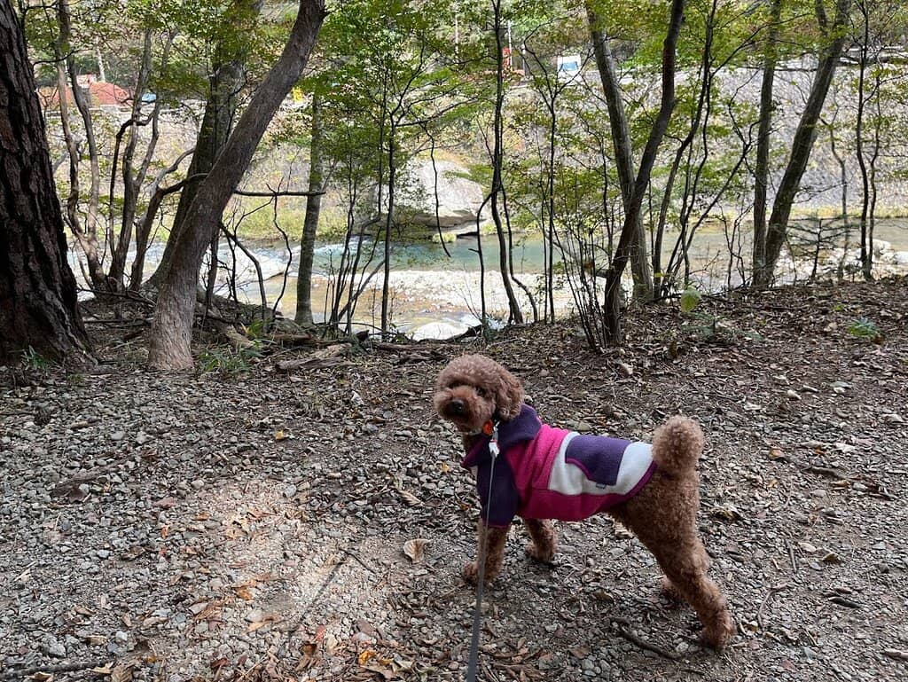 Legend of Tamamo-no-Mae