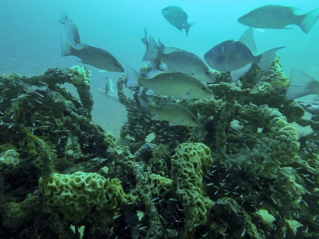 The Underwater Sculptures