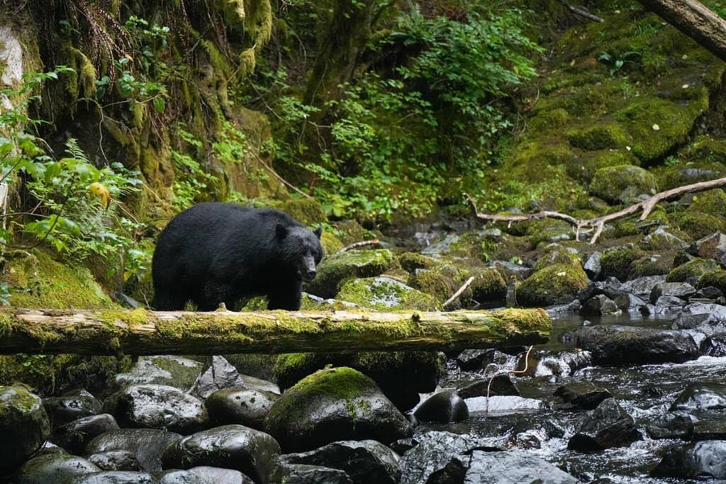 Black Bear Spotting