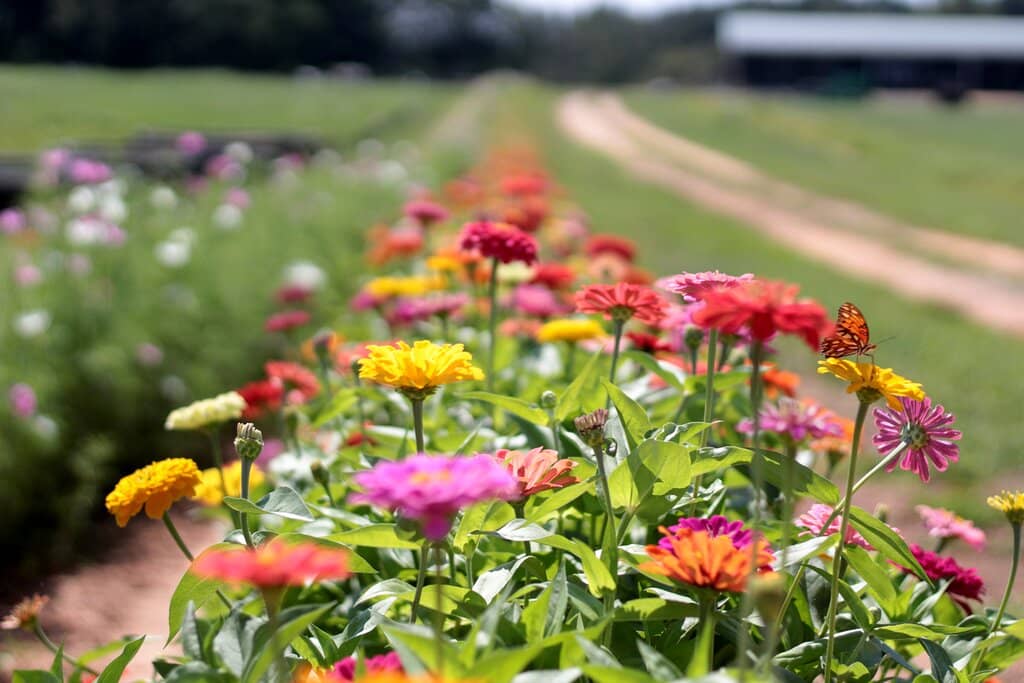 Flower Picking Patch