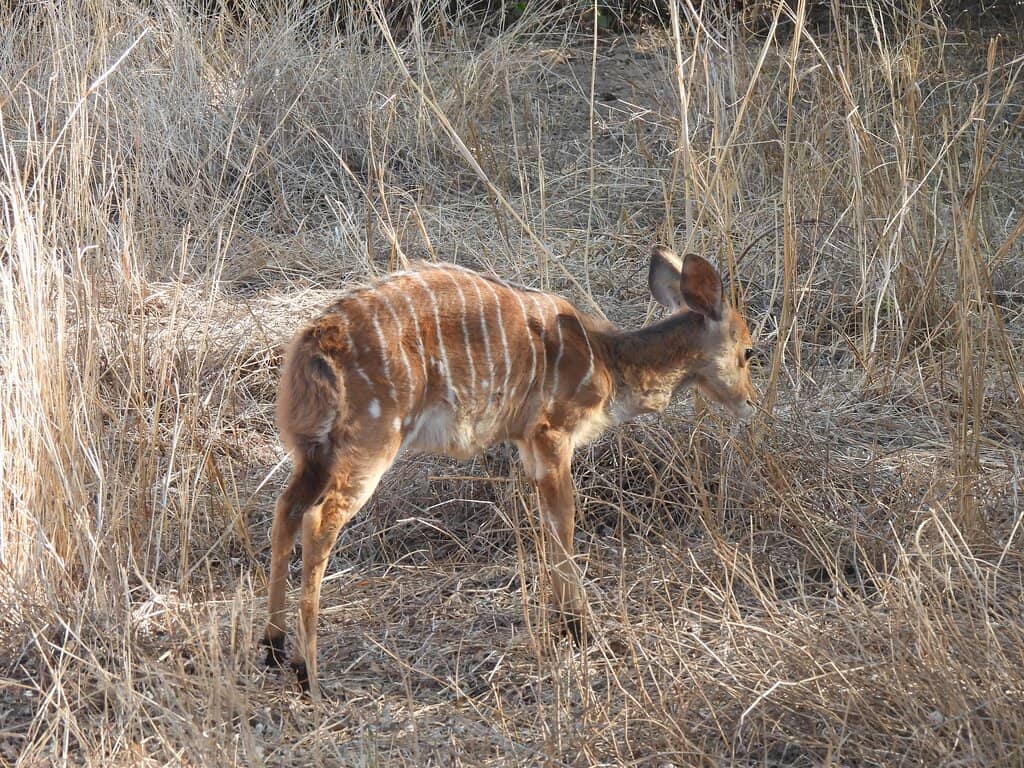 Luxury Safari Lodges