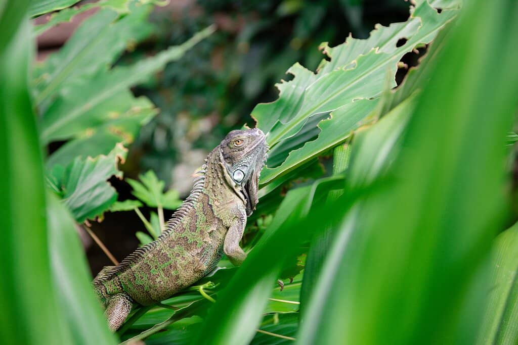 Exotic Birds and Animals