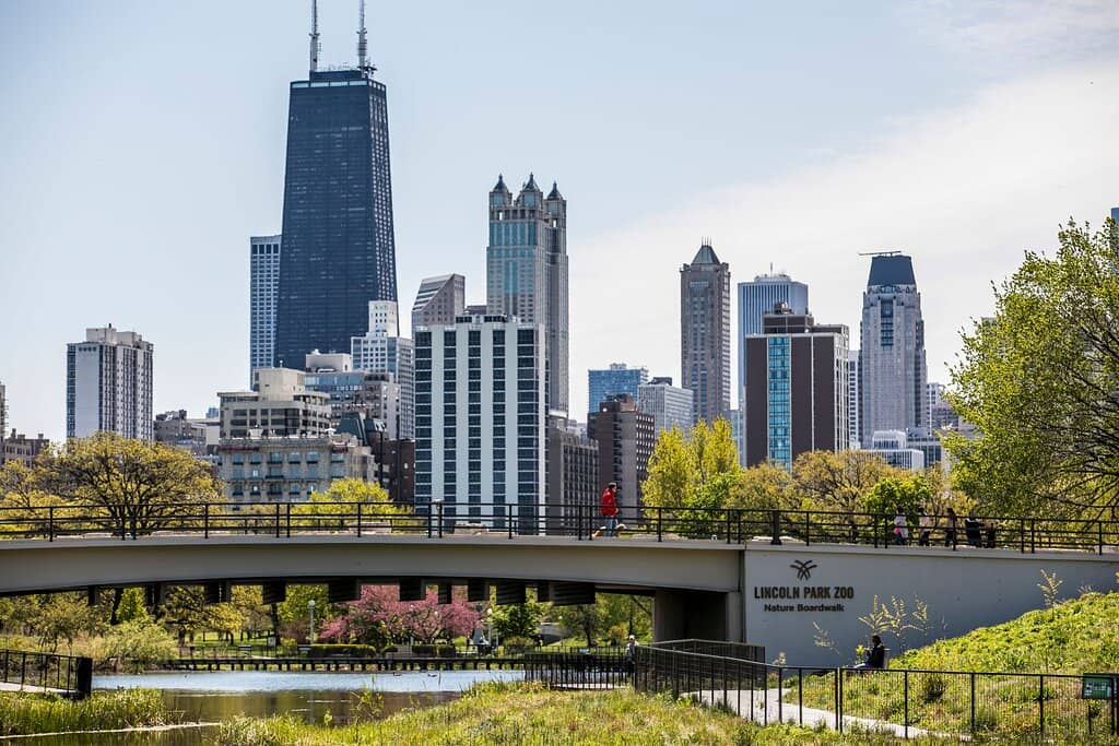 Hand-reared Lioness Safina