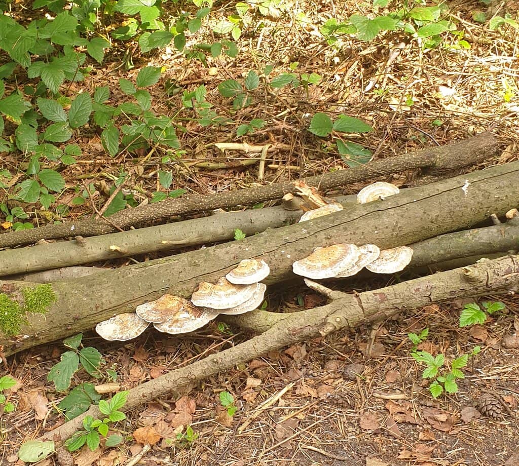 Scenic Hiking Trails