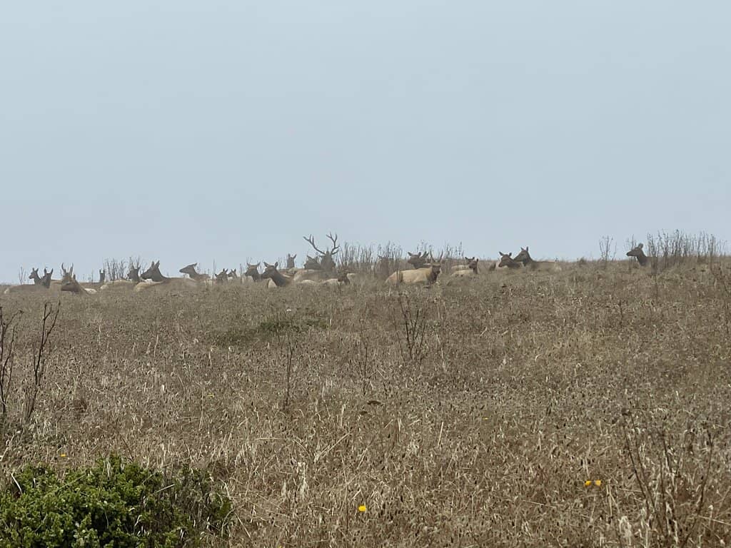 Dawn's Magical Light