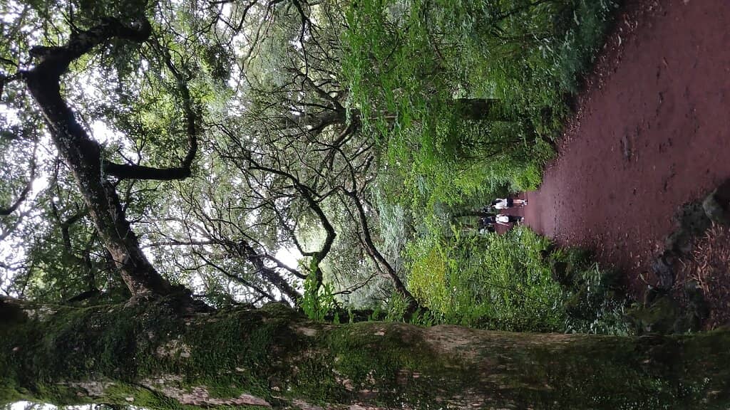 12th Century Tree