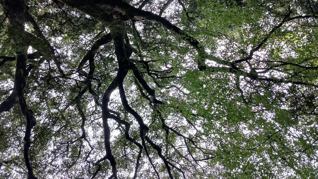 Serene Walking Trail