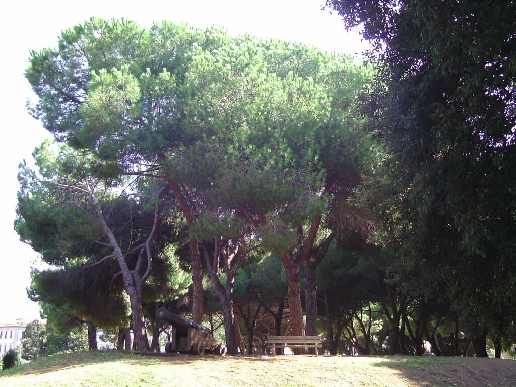 Live Music & Festivals