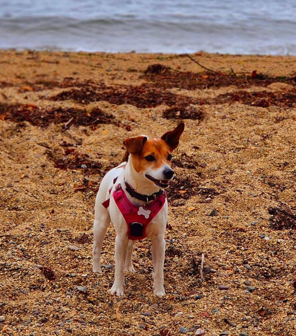 Arran Botanical Drinks