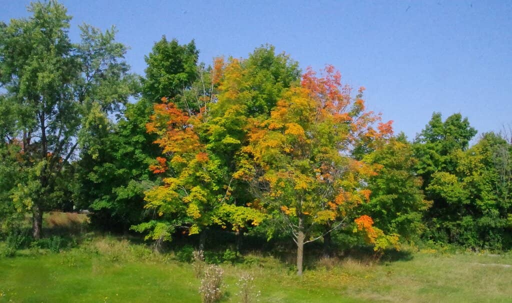 River and Gatineau Vista
