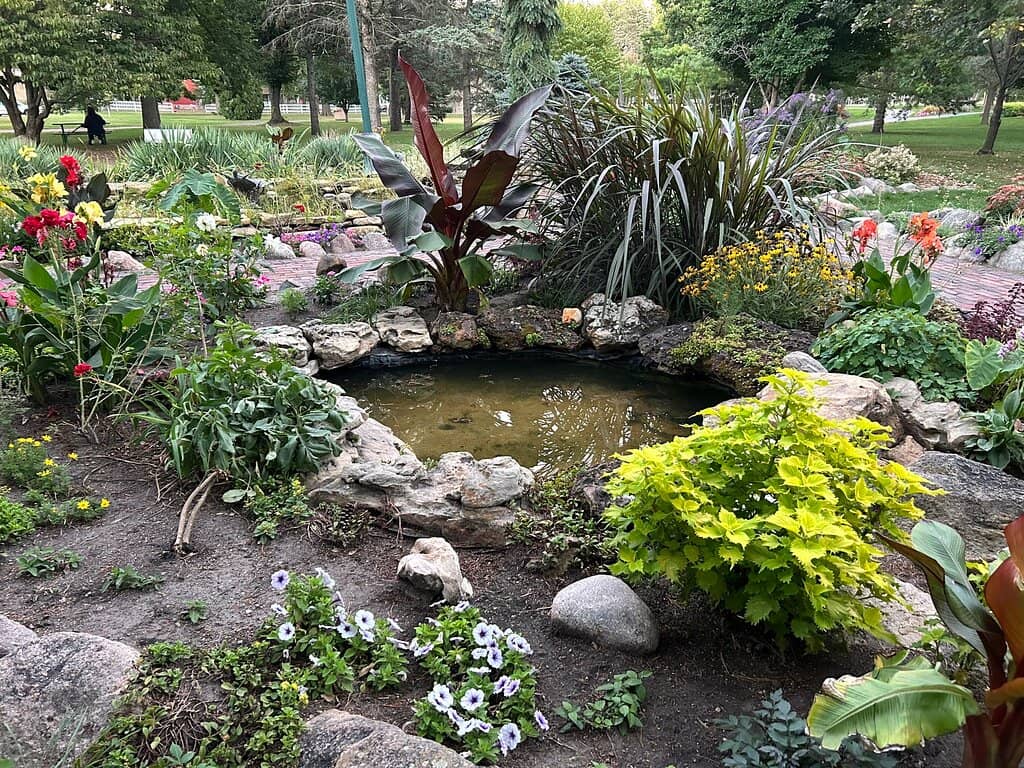 Koi Pond