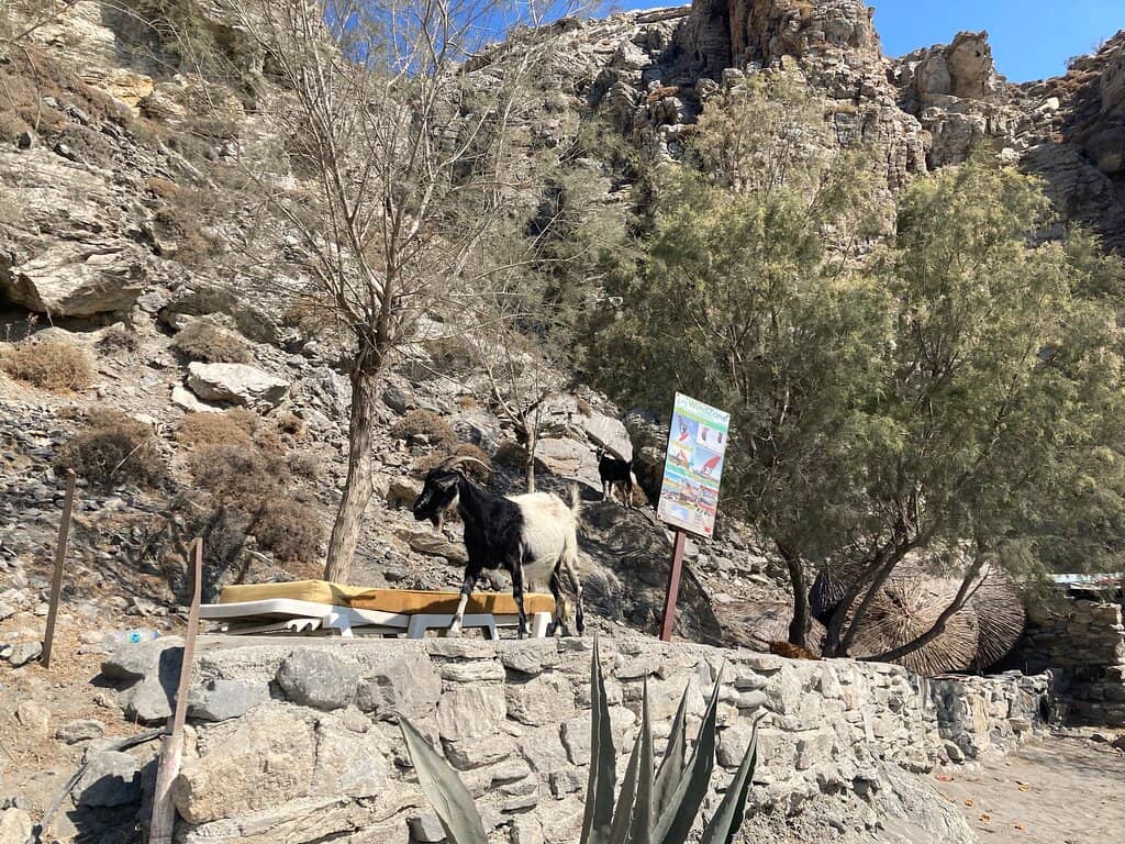 Goat Encounters