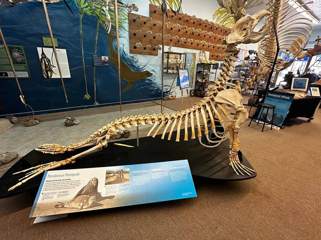 Purple Urchin Aquaculture