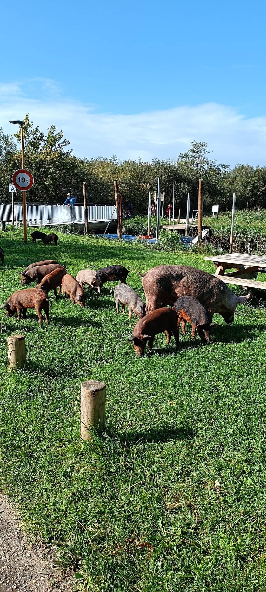 Oyster Shacks and Boats
