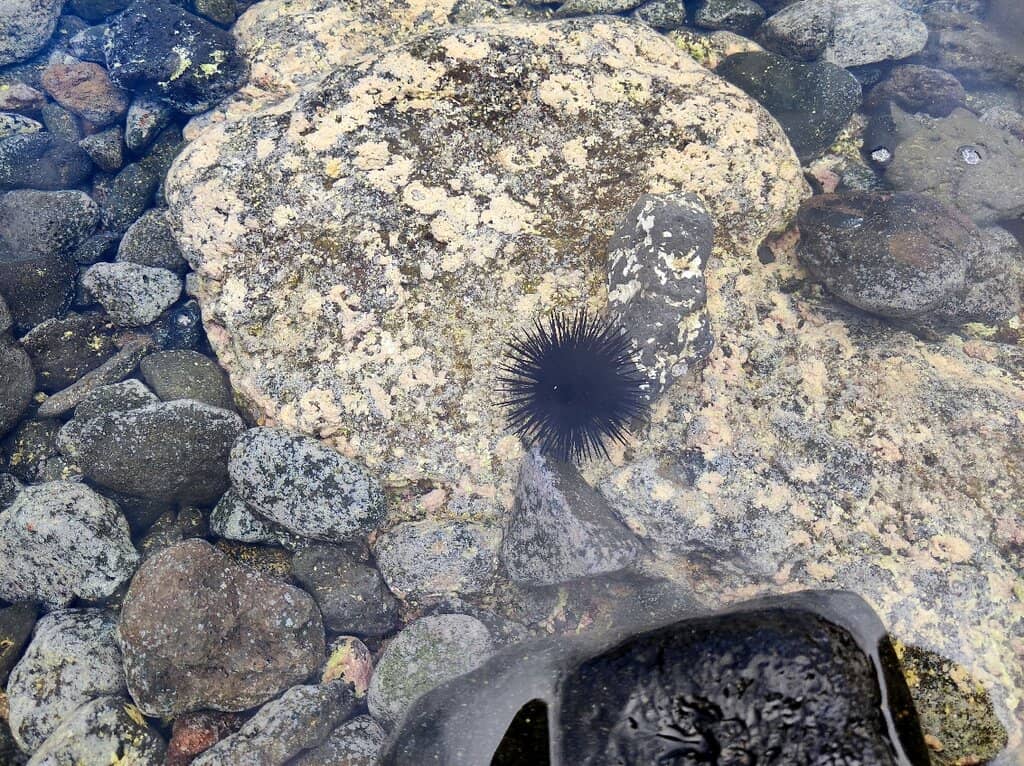 Charco de Los Chochos Pools