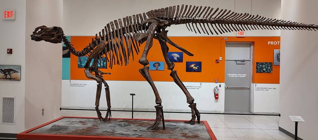 Native American History