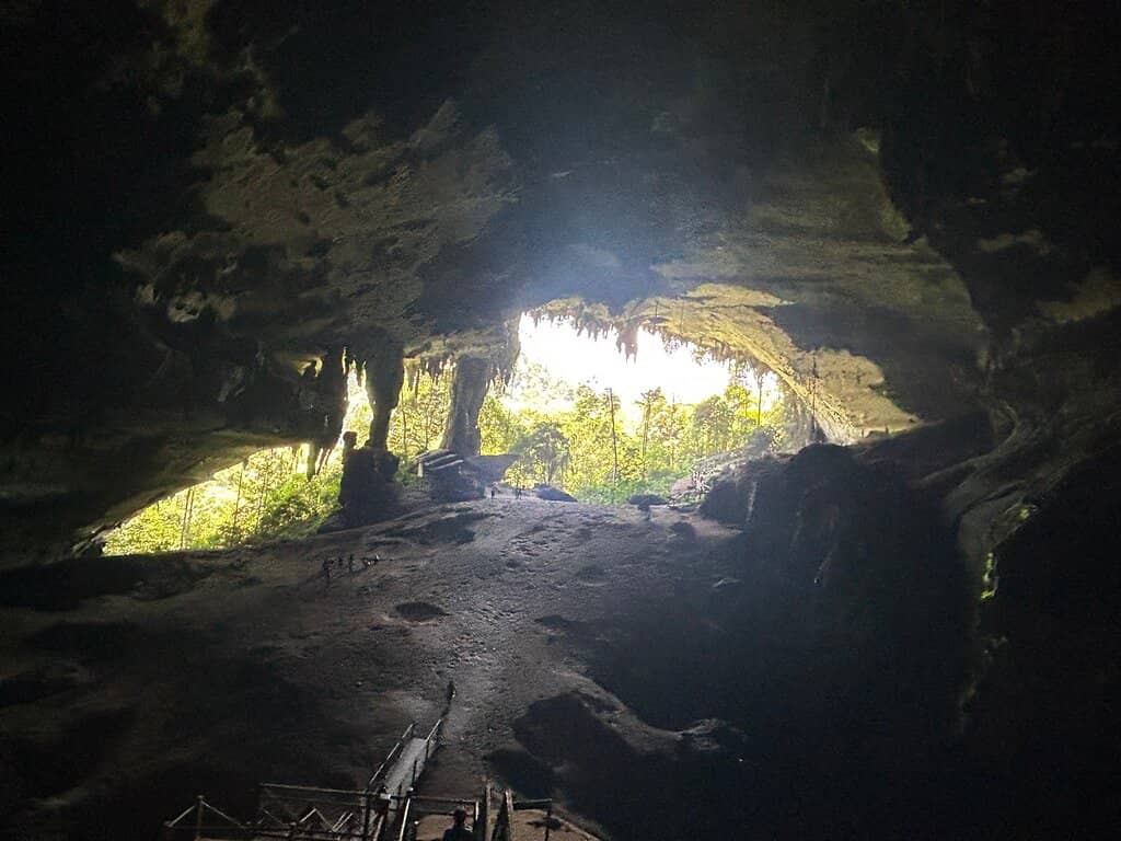 Bird's Nest Collection