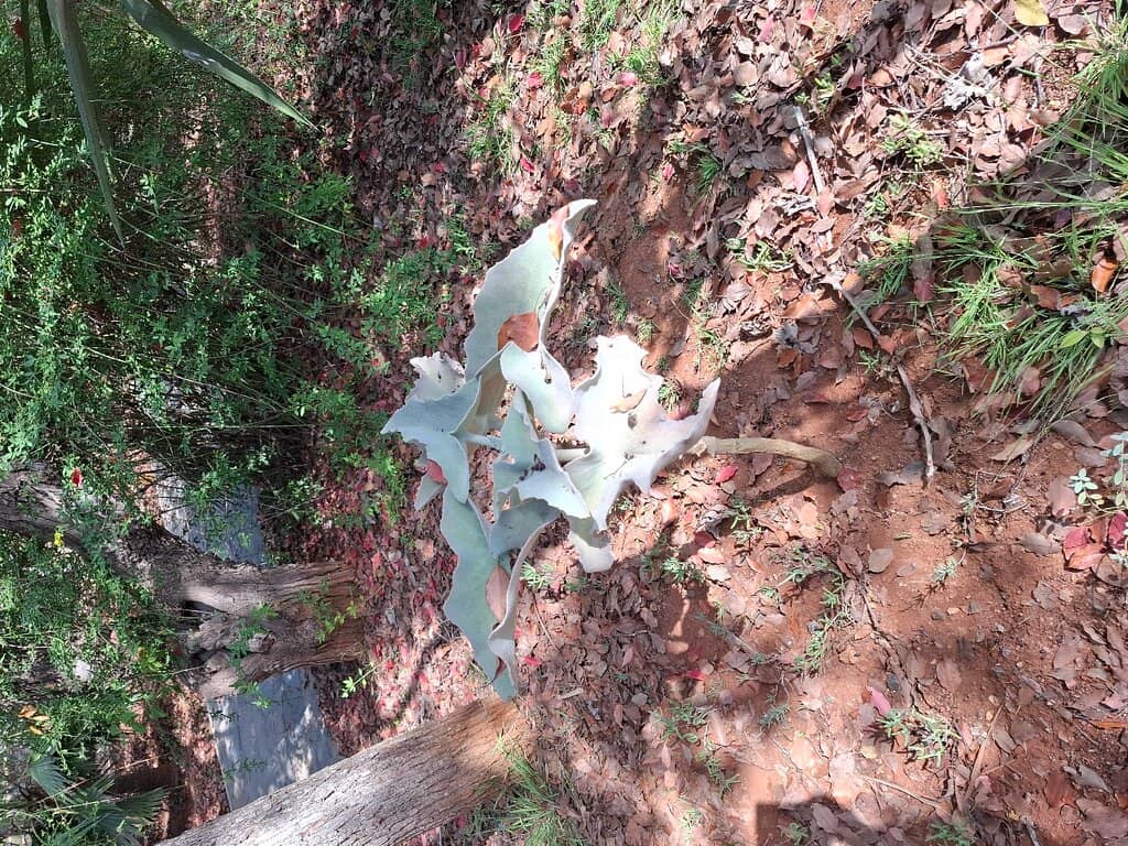 Diverse Plant Collections