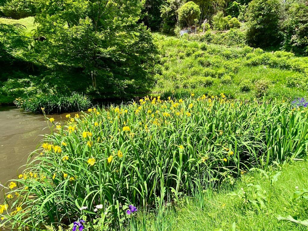 Panoramic Mt. Fuji Views