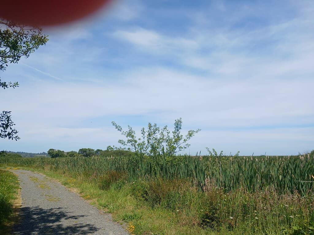 Coastal Dunes